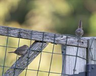 House Wrens 9345
